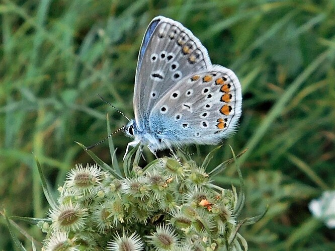 Modrásek jehlicový patří k nejčastějším městským motýlům