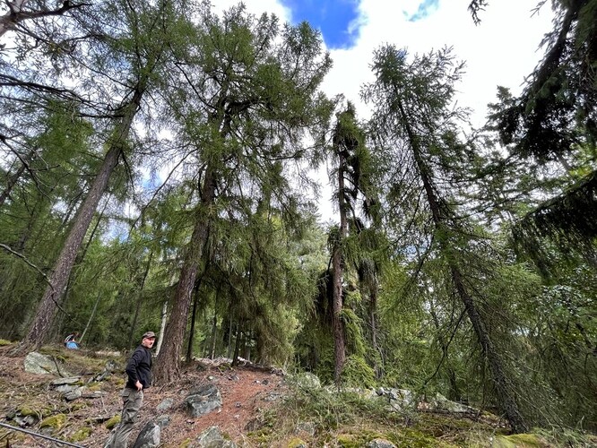 Fotografie porostu modřínu opadavého pořízená v rámci projektu LARIXUTOR