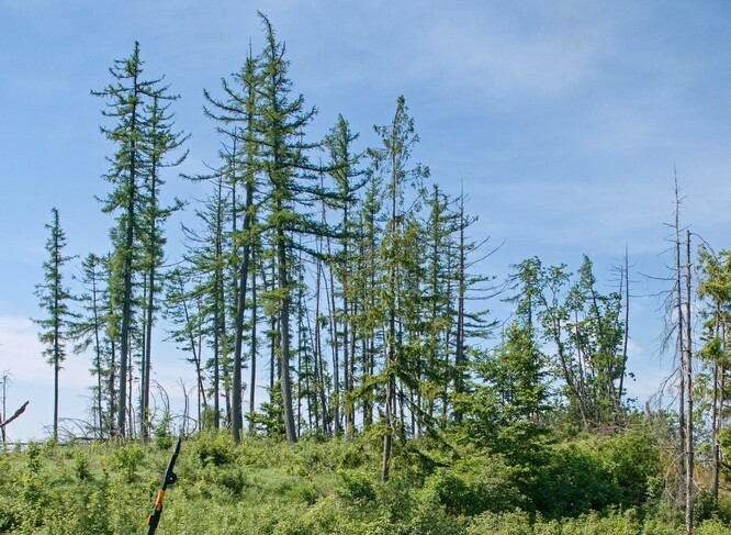 Lokalita Černý les v Nízkém Jeseníku