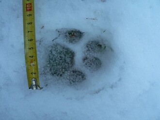 Stopa dospělého rysa je velká přibližně 7 krát 7 centimetrů. Oblouček na dlaňovém polštářku je prohnut dovnitř, drápy zpravidla zatažené, krajní prsty oválné a jeden z předních prstů malinko delší.