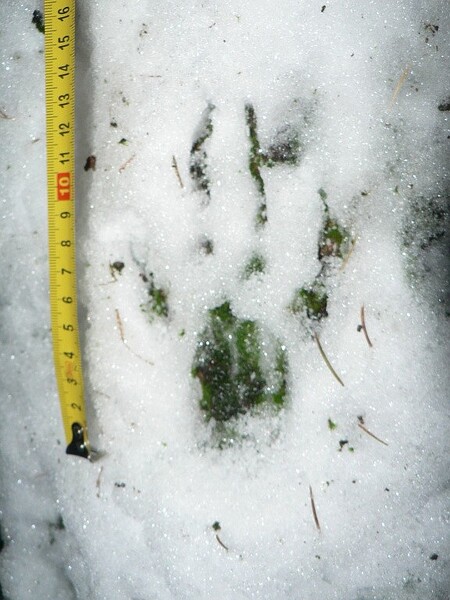 Stopa rysa s vytaženými drápy - vytasené drápy jsou dlouhé přes 2 centimetry