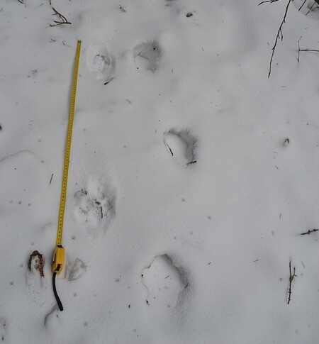 Rysí krok měří průměrně 90 centimetrů