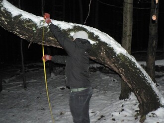 Tento strom využil rys jako pozorovatelnu při své pouti lesem