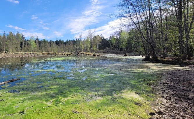 Mokřad nad rybníkem.