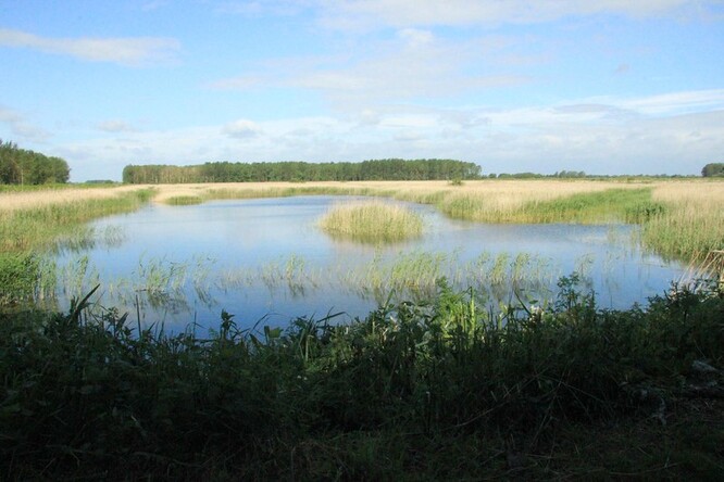 Obnova mokřadů řízeným zaplavením, trvalým či sezónním, je velmi levné řešení. Když by se celosvětově obnovilo 15 % momentálně narušených či vysušených mokřadů, zvýší se naše současná kapacita vázat atmosférický uhlík o třetinu. A zároveň můžeme také zabránit 60 % očekávaných vyhynutí druhů.