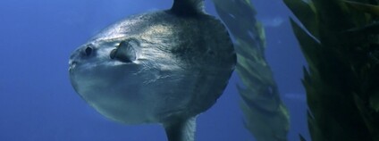 Měsíčník svítivý Foto: Hans Hillewaert Flickr