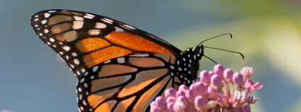 Monarcha stěhovavý Foto: Nancy Bauer Shutterstock