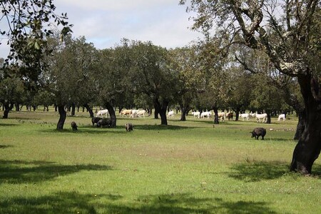 Alternativní přístup k zemědělské produkci, který chrání krajinu, zvířata i rostliny. A škodní na něm nejsou ani hospodáři, kteří se o svou půdu starají. Tak vidí funkční pojetí agrolesnictví Alfredo Cunhal z Portugalska, který přetváří rodinnou farmu na montado. Bez spousty stromů a prasat by se přitom neobešel.