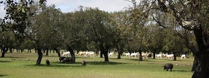 Foto: www.agforward.eu