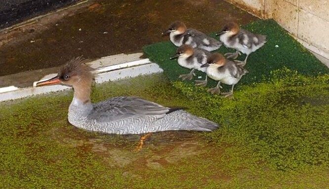 Ostravská zoo se chovu morčáků šupinatých věnuje od roku 2009.