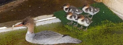 Ostravská zoo poprvé odchovala mláďata morčáka šupinatého Foto: Zoo Ostrava