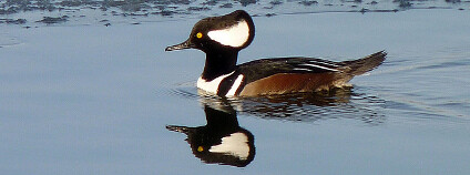 Morčák chocholatý Foto: John B. / Flickr.com