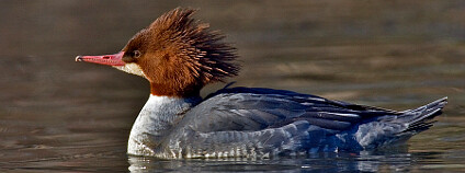 Morčák velký (Common Merganser). Foto: Alan D. Wilson/naturespicsonline.com