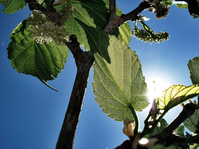 V sadu jsou kromě tradičních odrůd například arónie, známá spíše jako černý jeřáb, moruše nebo kdoule. Ilustrační obrázek