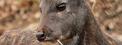 Kabar pižmový Foto: Николай Усик / http://paradoxusik.livejournal.com/ Wikimeda Commons