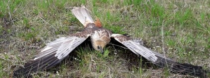 Foto:  Klára Hlubocká / Česká společnost ornitologická