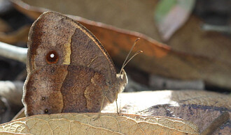 Kolik je dnes venku stupňů, drahoušku? To, jestli se bude dvořit samec samičce, nebo samička samečkovi, závisí u motýlů Bicyclus anynana na teplotě prostředí.