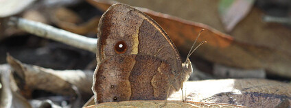 Foto: South African Nature / Flickr.com Foto: South African Nature / Flickr.com