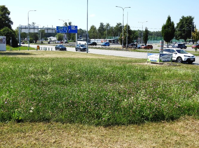 Mozaikově sečený trávník nedaleko výstaviště.