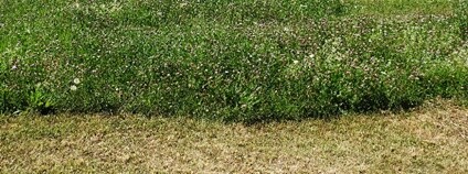 Mozaikově sečený trávník nedaleko výstaviště. Foto: Calla – Sdružení pro záchranu prostředí