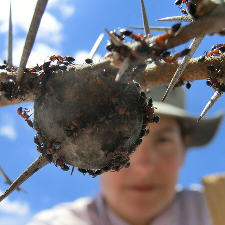 Ke studii na akáciových mravencích druhu Crematogaster mimosae vám nestačí jen trpělivost, potřebujete i „hroší“ kůži. Mravenčí vojáci jsou totiž vybaveni natolik silnými kusadly, že dokážou znepříjemnit život i slonům a žirafám.