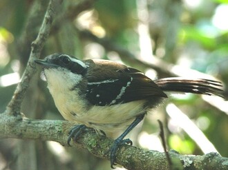 Mravenčík přímořský žije v brazilském státě Rio de Janeiro na malém území při pobřeží Atlantského oceánu, které je ohroženo turistickým průmyslem