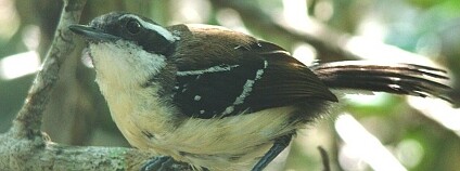 Mravenčík přímořský žije v brazilském státě Rio de Janeiro na malém území při pobřeží Atlantského oceánu, které je ohroženo turistickým průmyslem. Foto: Mauricio Vecchi / IUCN