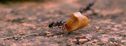 mravenec Foto: Jenna Fox Flickr