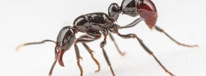 Foto: Biologické centrum AV ČR, v. v. i.