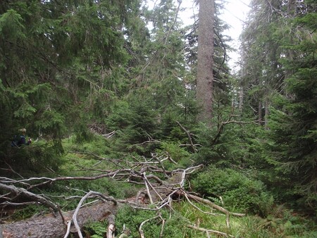 Přírodnímu stavu horských smrčin se blíží lesy v Národní přírodní reservaci Praděd nebo Bílá Opava v Jeseníkách, spravované podle lesnického managementu „Regulovaného rozpadu“. Ilustrační foto