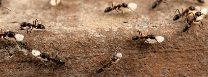 Foto: Dong-Hwan Choe