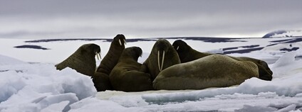 Mrož Foto: Polar Cruises Flickr