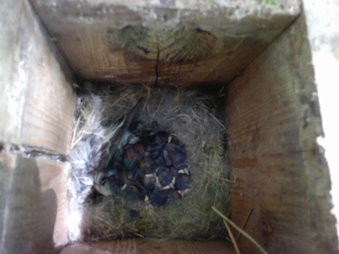 Uklovaná samice lejska bělokrkého vedle mláďat sýkory koňadry v klasické budce.