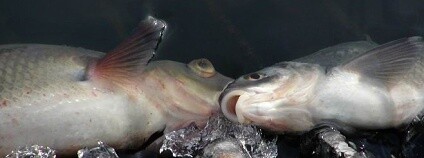 foto: Český rybářský svaz