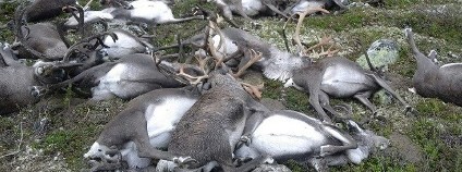Sobi zabití bleskem v Norsku Foto: Håvard Kjøntvedt Miljødirektoratet/SNO