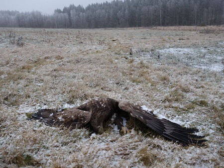 Přesné informace o rozsahu nelegálního zabíjení vybraných druhů volně žijících zvířat lze podle inspekce pouze odhadovat, protože převážná část uhynulých jedinců zřejmě nebyla nalezena. V roce 2016 se v Česku podařilo prokázat 34 otrav dravců, včetně druhů silně a kriticky ohrožených. Byl to největší počet od roku 2000. Loni byly prokázány dvě otravy, šlo o káně a krkavce. / Na snímku orel otrávený karbofuranem