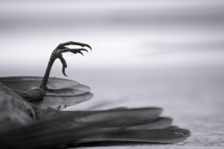 Čím je pro ptáky prostředí zahrady lákavější, tím vyšší je riziko, že dojde ke střetu s oknem, tvrdí vědci Alberty.