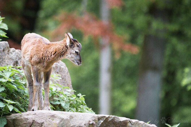 Mufloni mají spokojená mláďata, nebojí se. To je velký rozdíl oproti srnčatům.