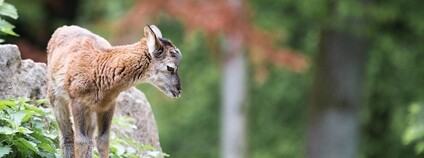 Mládě muflona Foto: Cloudtail the Snow Leopard Flickr