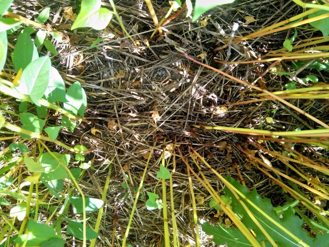 Pokryvnost půdy mulčem z ozimé směsky v cca 60-ti denním porostu pohanky.