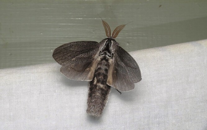 Můra druhu Endoxyla cinereus žije v Austrálii a na Novém Zélandu. Tři roky stráví jako larva pod kůrou blahovičníku. Coby dospělá můra žije jen asi týden - hyne brzy poté, co se spáří a naklade vajíčka. Proto jsou tyto můry tak zřídka vídané. Dospělé můry se nekrmí. Nemají funkční orgány na krmení a namísto toho čerpají energii z tukových zásob nahromaděných během larválního stadia.