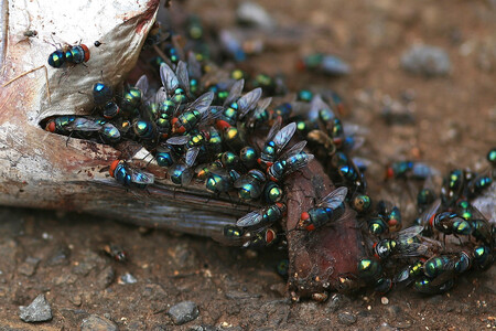 Mrchožravé mušky mohou být pro vědce užitečné při pátrání po druzích, které je těžko spatřit. Ilustrační snímek.