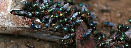 Foto: LASZLO ILYES / Flickr