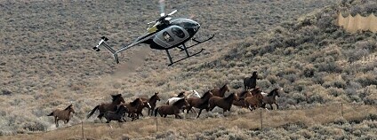 Foto: American Wild Horse Preservation Campaign