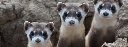 Tchoř černonohý Foto: USFWS Mountain-Prairie Flickr