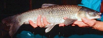 Amur černý Foto: Leo Nico, (United States Geological Survey) Wikimedia Commons