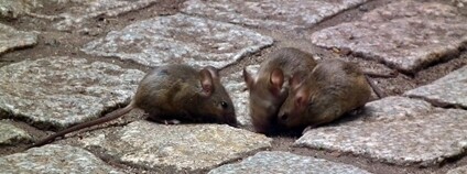 Myš Foto: 4028mdk09 Wikimedia Commons