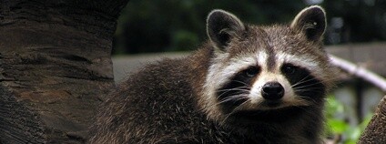 Mýval severní Foto: Pavel Vlček Zoo Ostrava