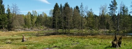 CHKO Český les Foto: Na kolmu. Jana Juráková AOPK ČR