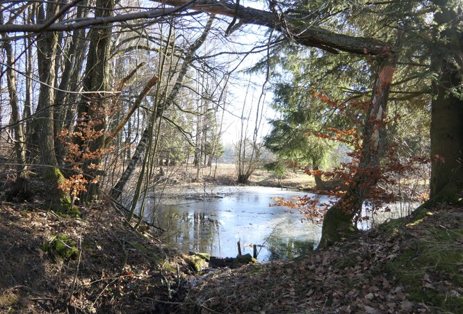 To nejvýznamnější na lokalitě jsou mokřady – prameniště, potůčky, podmáčené až rašelinné louky, malý rybníček, vrbiny.